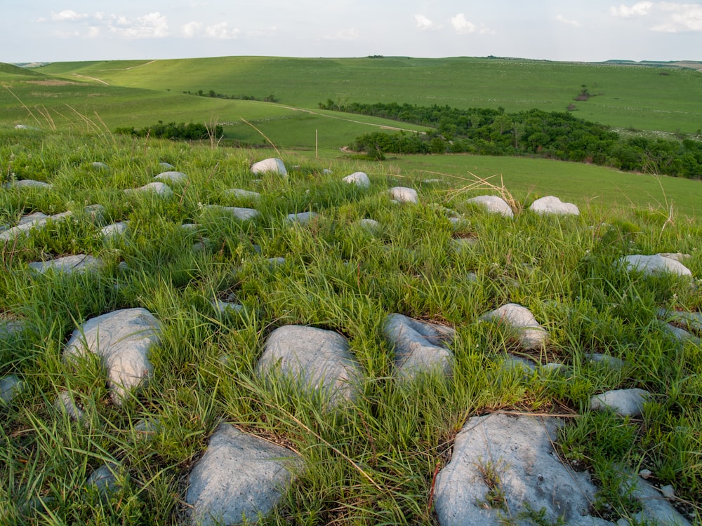 green grass field during daytime