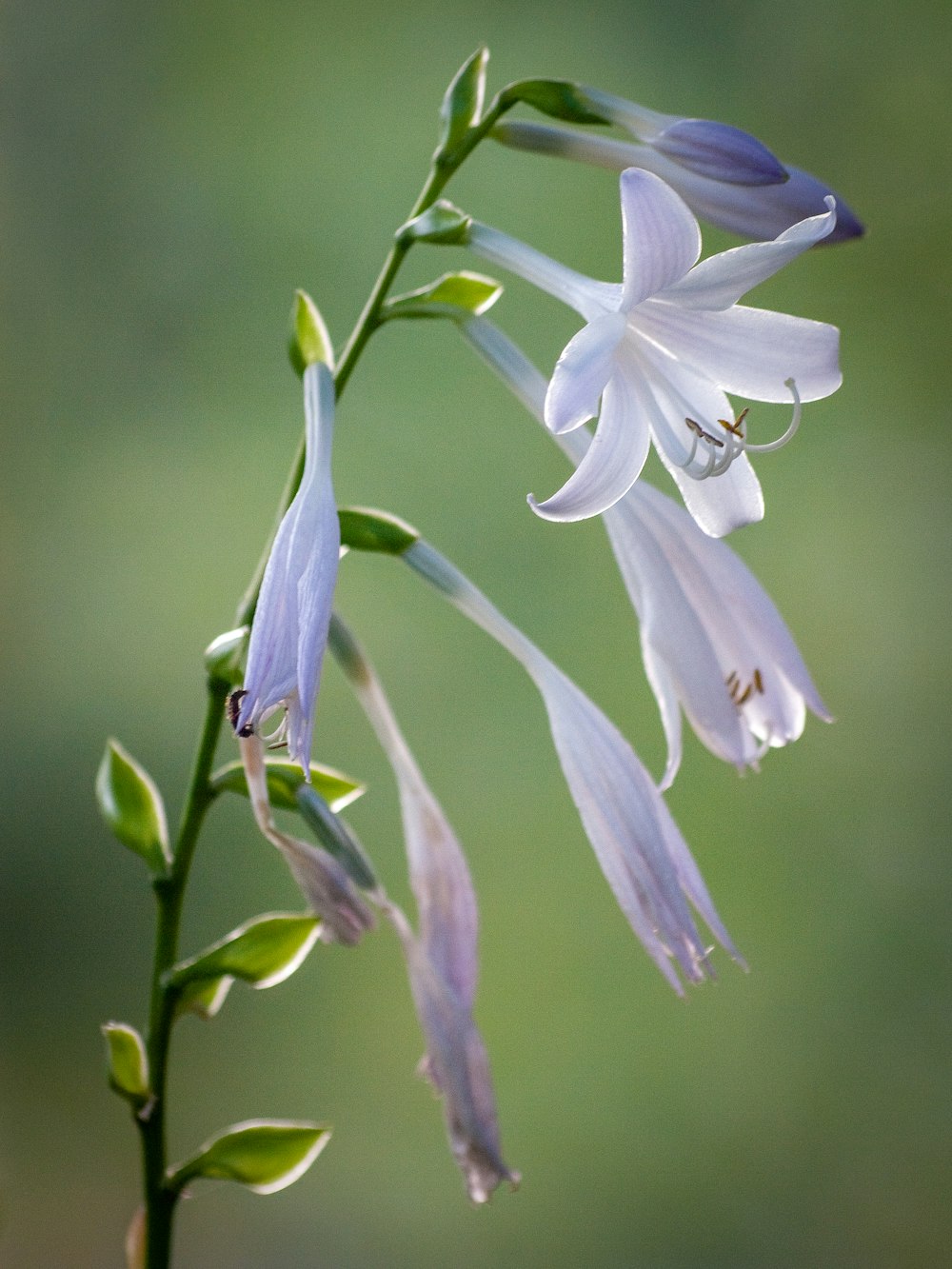 Weiße und lila Blume in Makroaufnahme