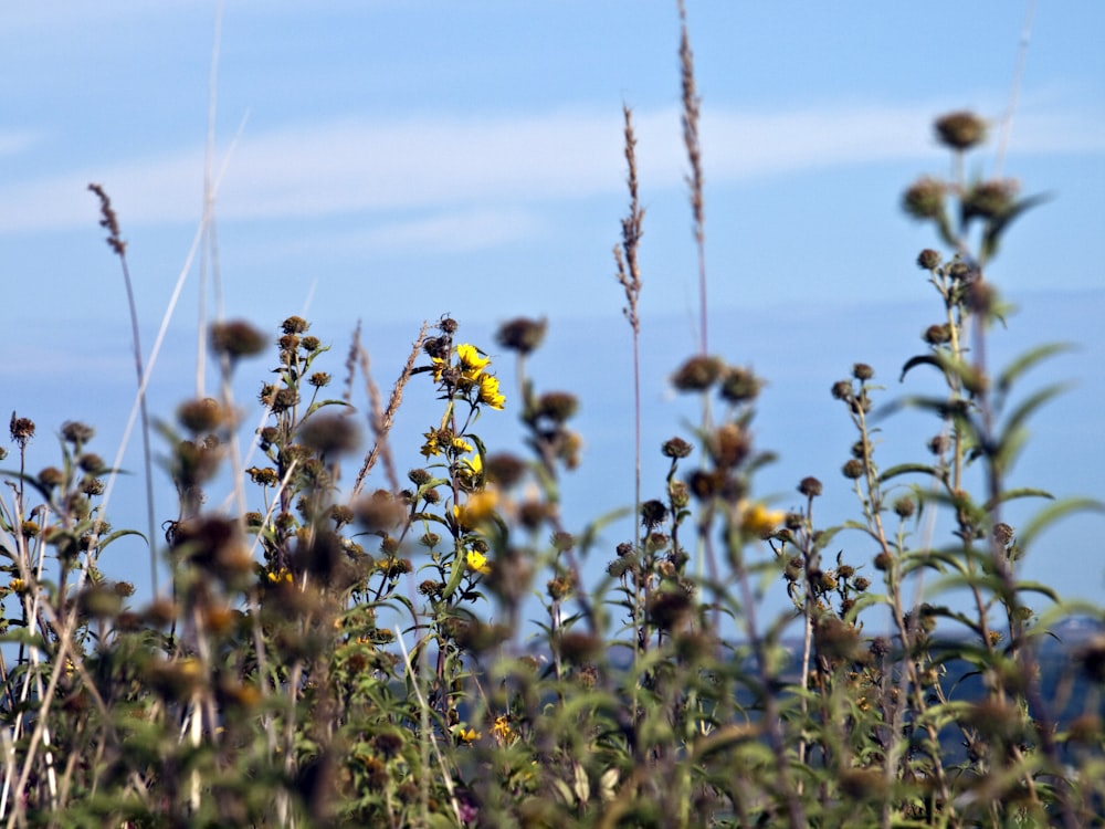 yellow flower field during daytime