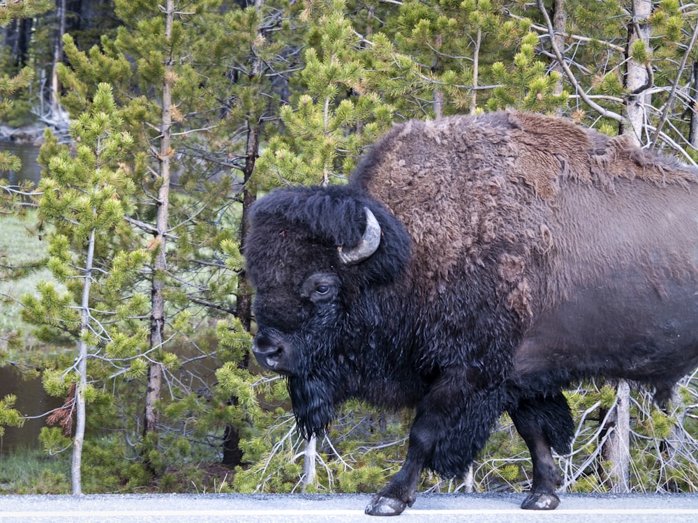 brown bison on green grass field during daytime