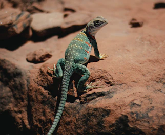 green and brown lizard on brown rock