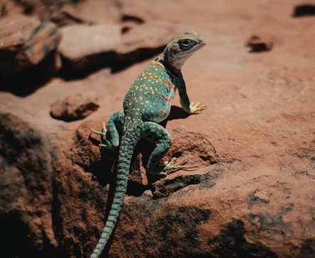 green and brown lizard on brown rock