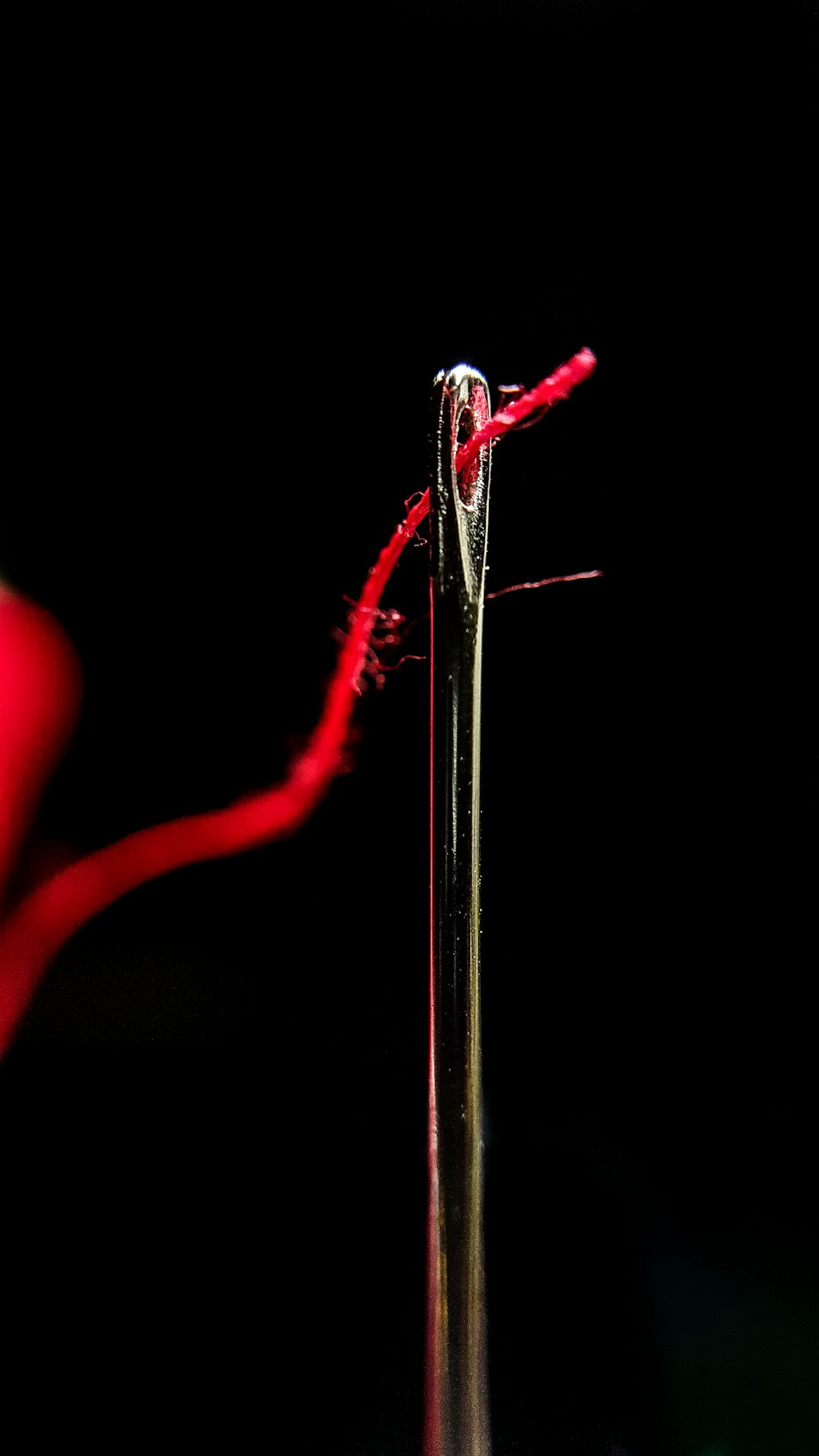 red flower in close up photography