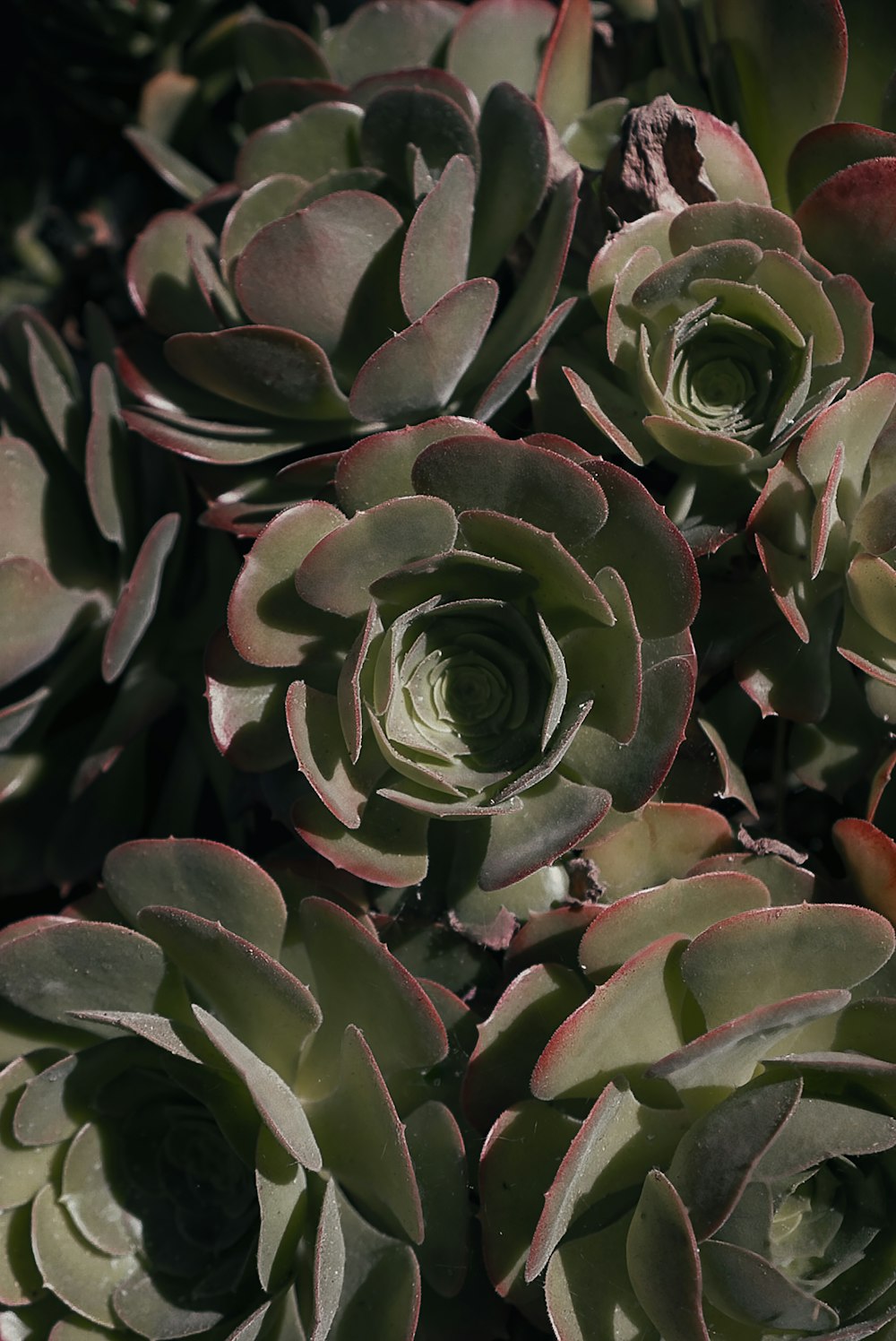 green and white succulent plant