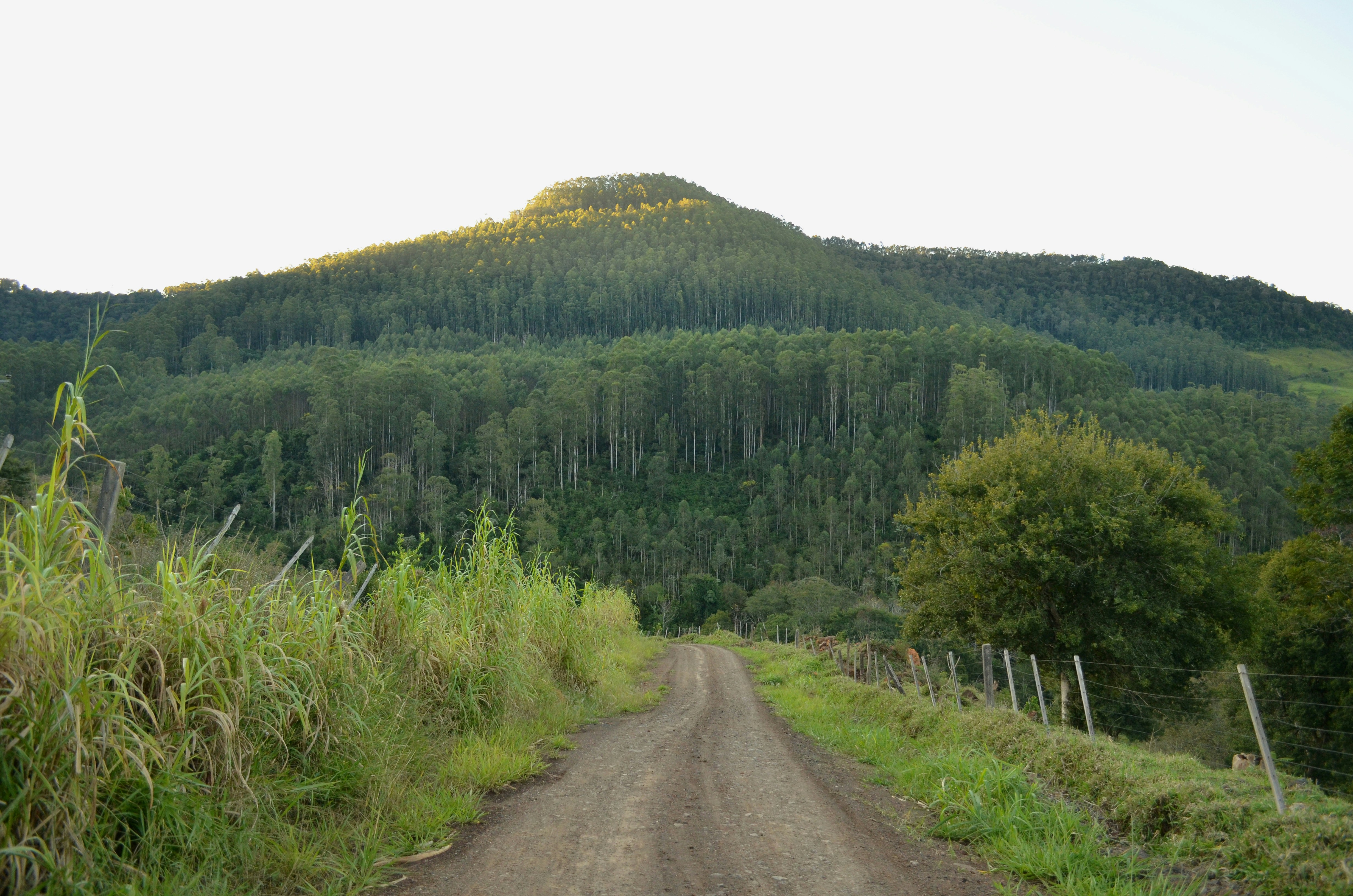 green trees on brown dirt road during daytime