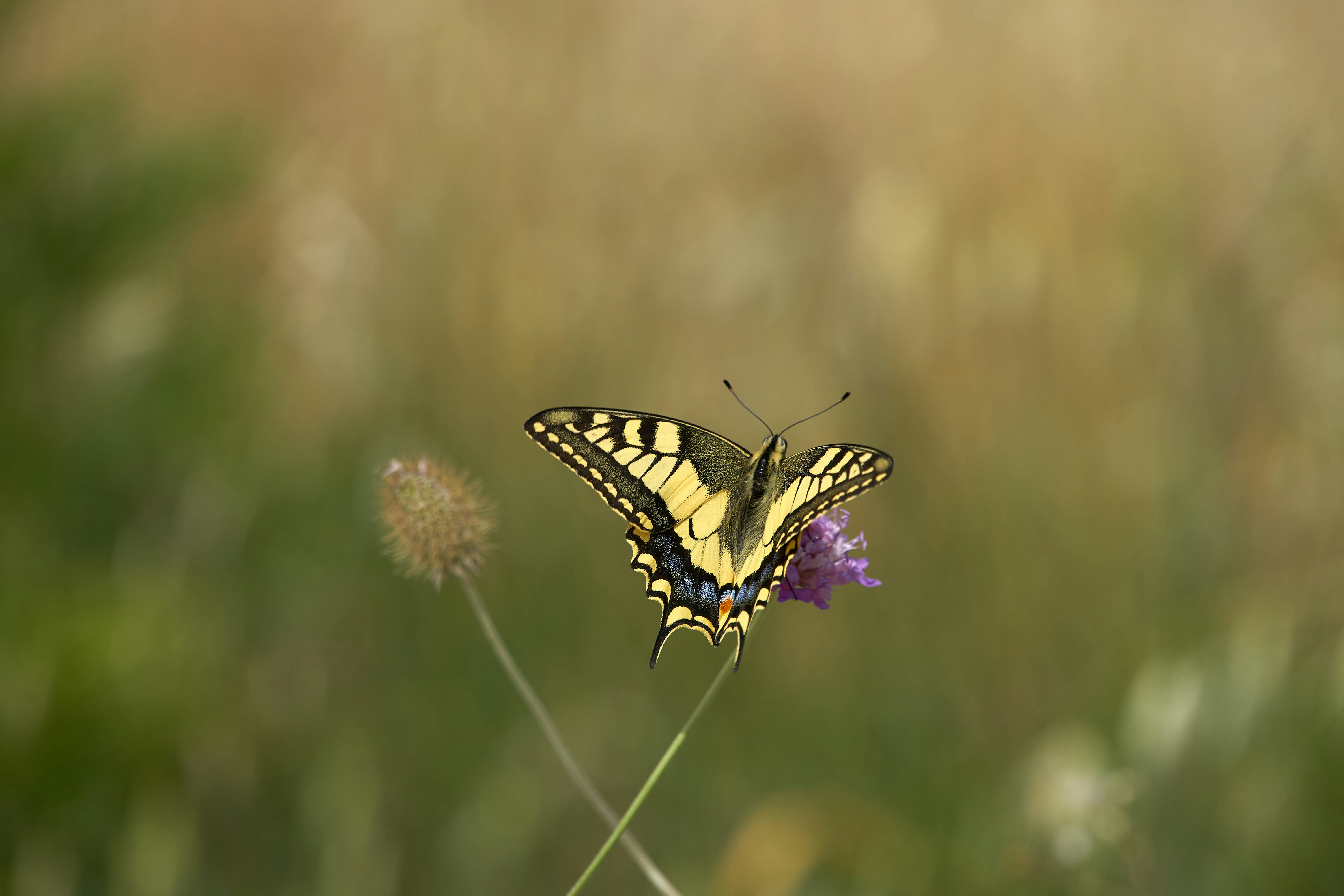 Photo by wolfgang_hasselmann