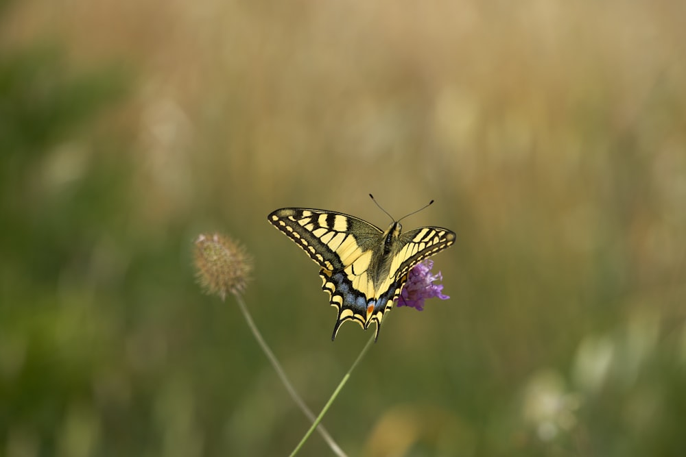 tiger swallowtail butterfly perched on purple flower in close up photography during daytime