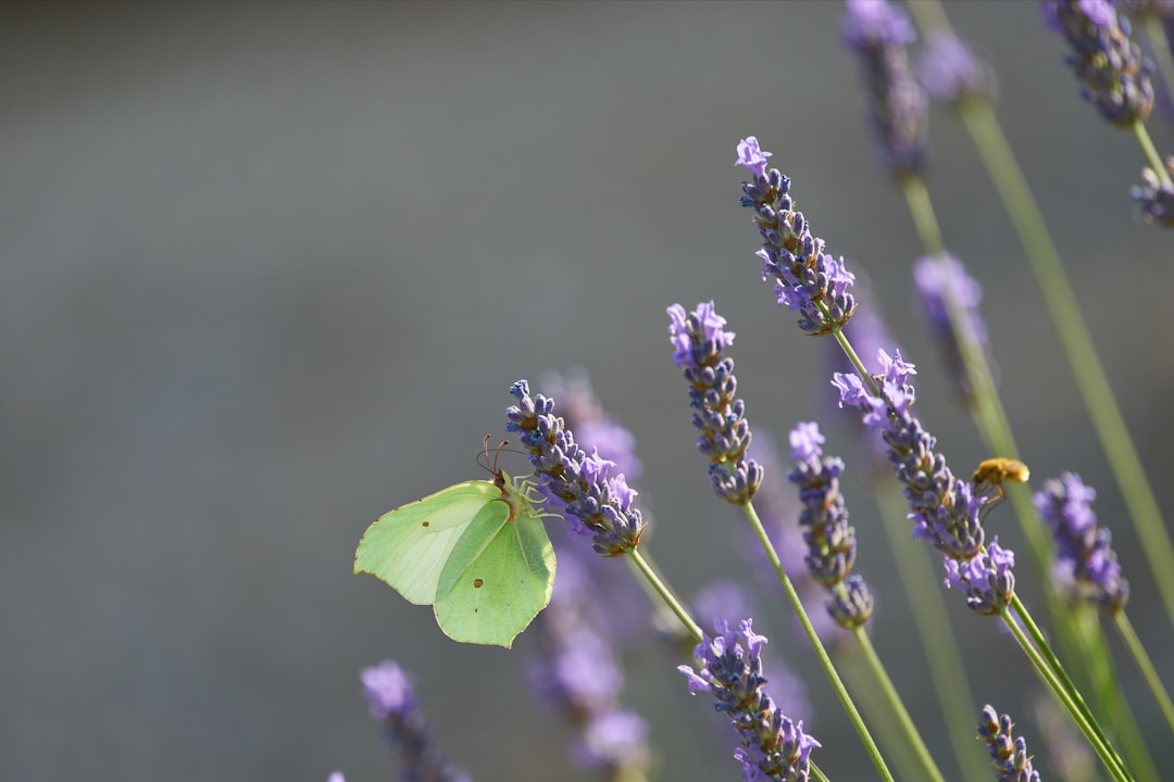 green butterfly perched on purple flower in close up photography during daytime