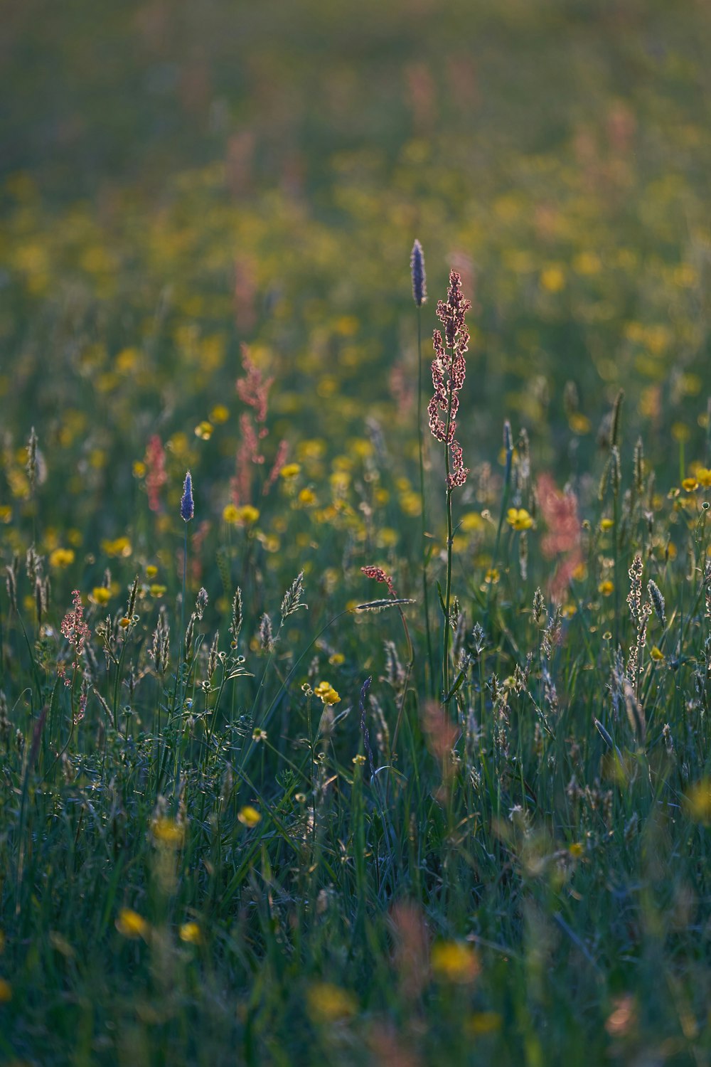 yellow flower on green grass field during daytime