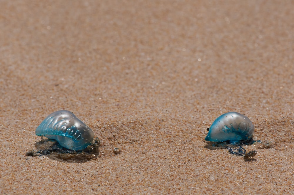 blue and white sea creature on brown sand
