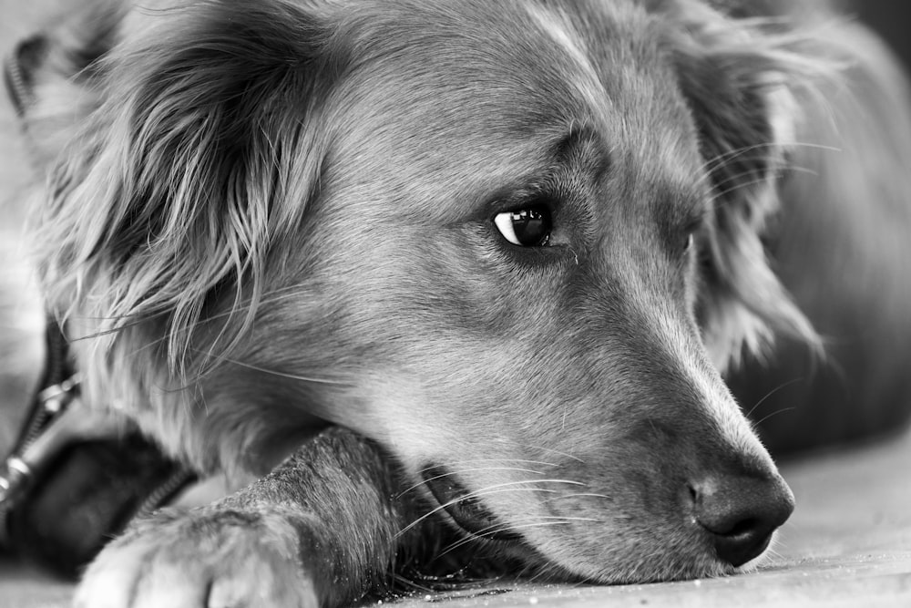 grayscale photo of golden retriever