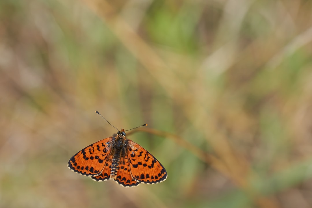 orange and black butterfly on brown stem in tilt shift lens