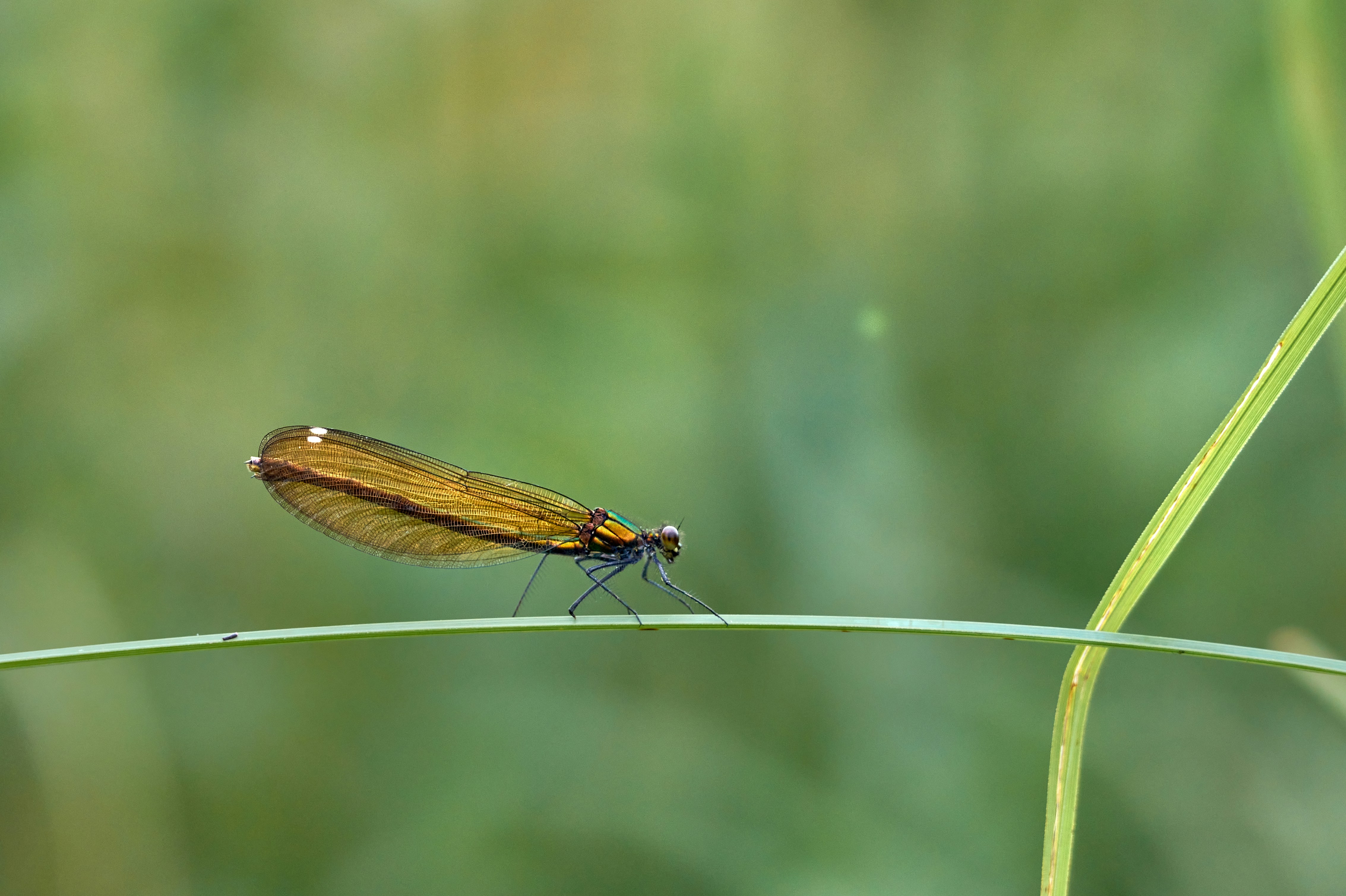 Photo by wolfgang_hasselmann