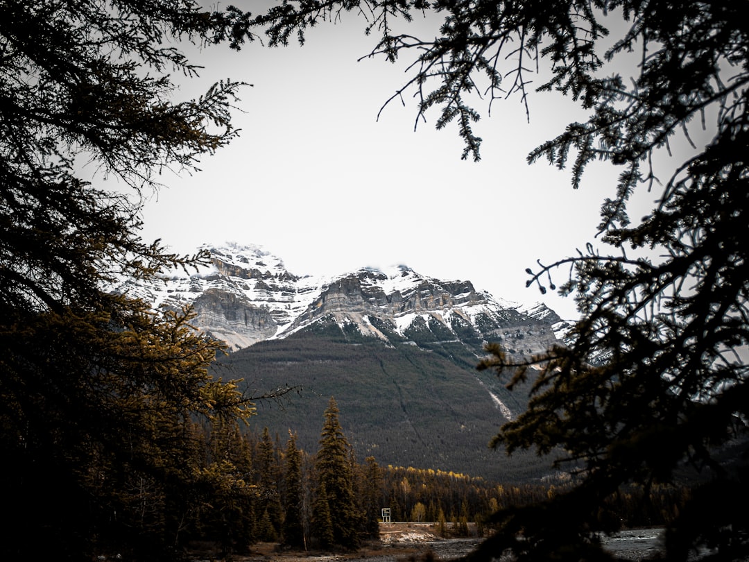 green trees near snow covered mountain during daytime