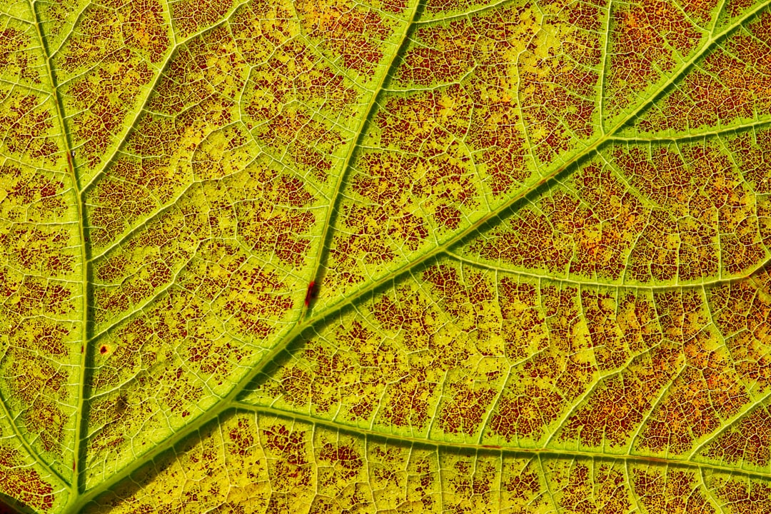 green leaf with water droplets