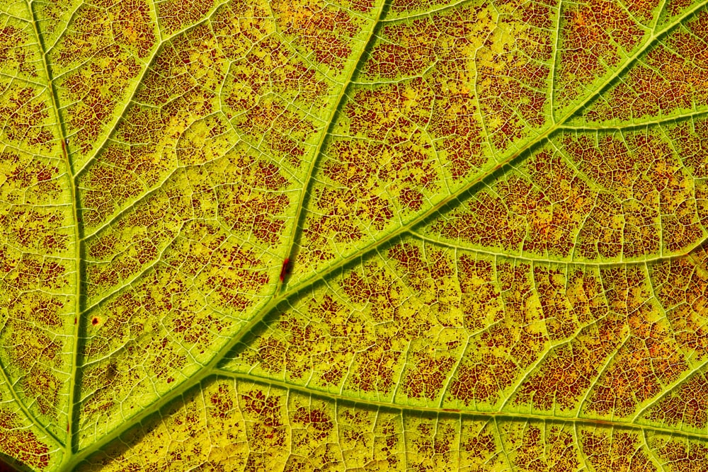 green leaf with water droplets