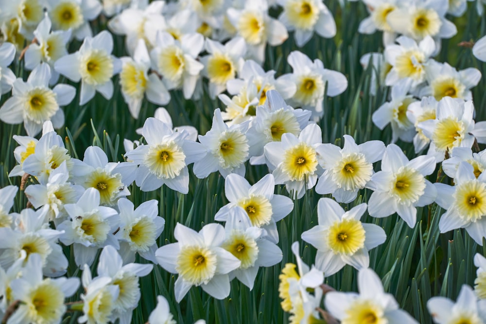 white and blue flowers during daytime