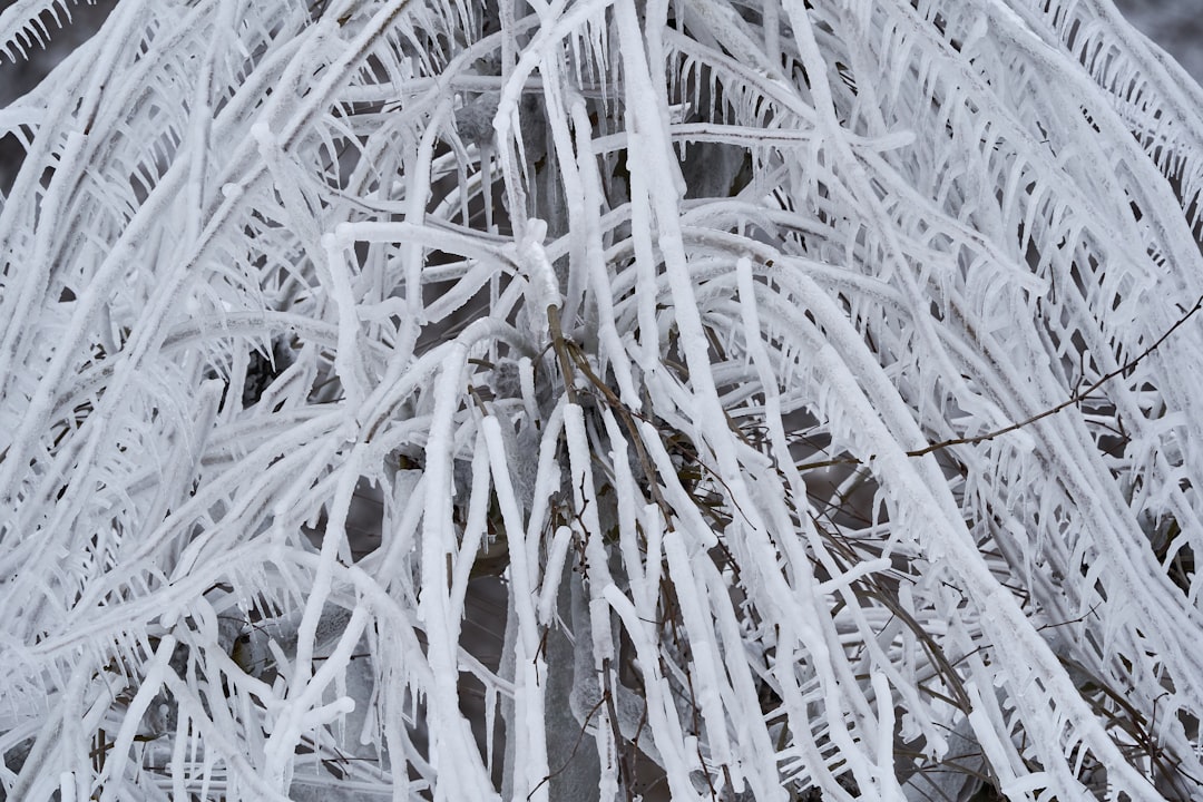 white snow covered tree branches