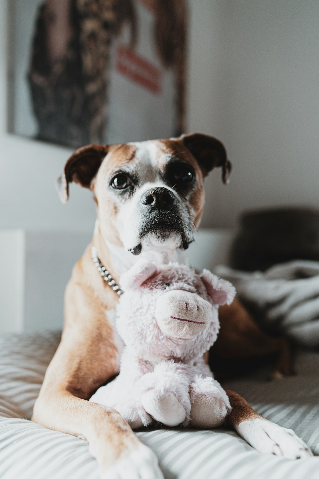 brown and white short coated dog on white bed