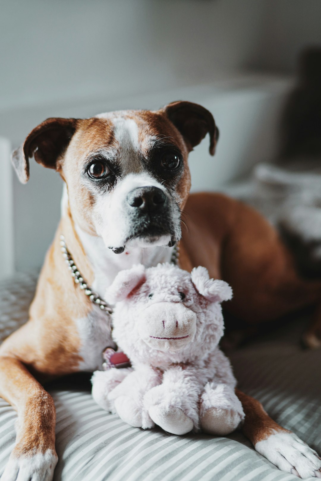 brown and white short coated dog with white and pink plush toy