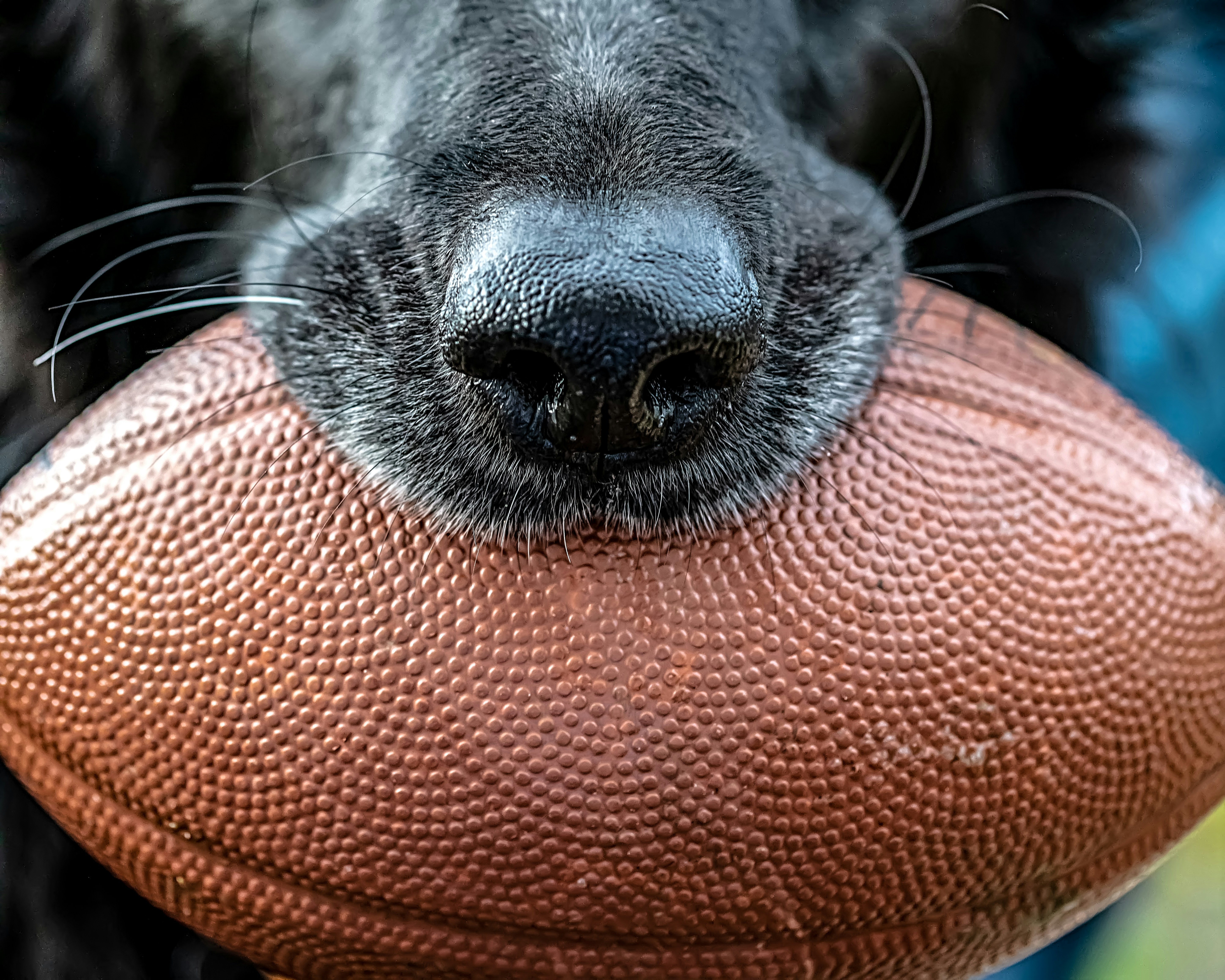 Una nueva liga de mascotas profesionales se lanza en la región