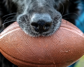 black short coated dog on orange textile