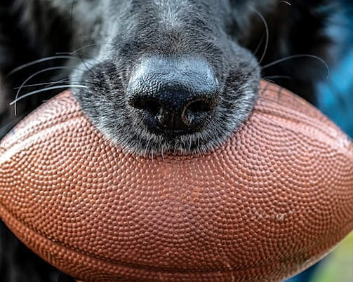 black short coated dog on orange textile