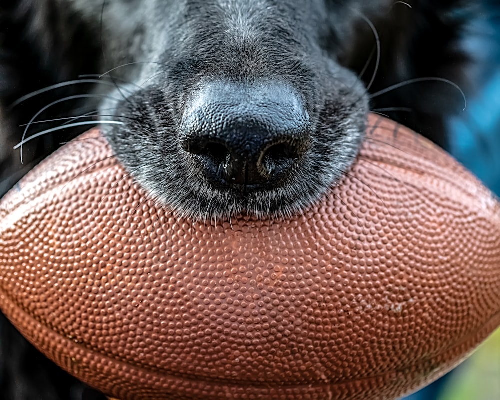 black short coated dog on orange textile