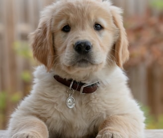 golden retriever puppy on focus photo