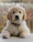 golden retriever puppy on focus photo