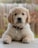 golden retriever puppy on focus photo