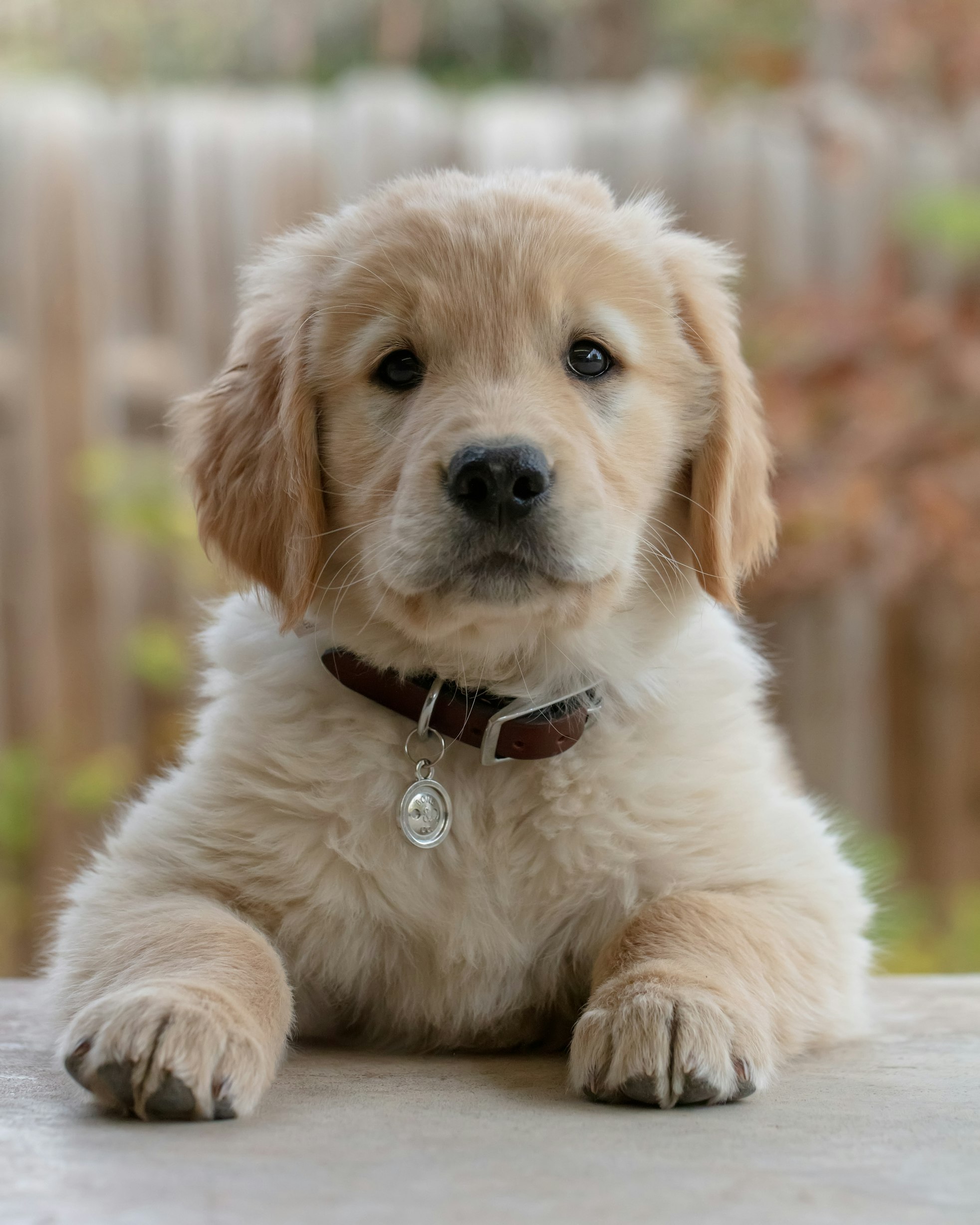 Cute puppy on green background