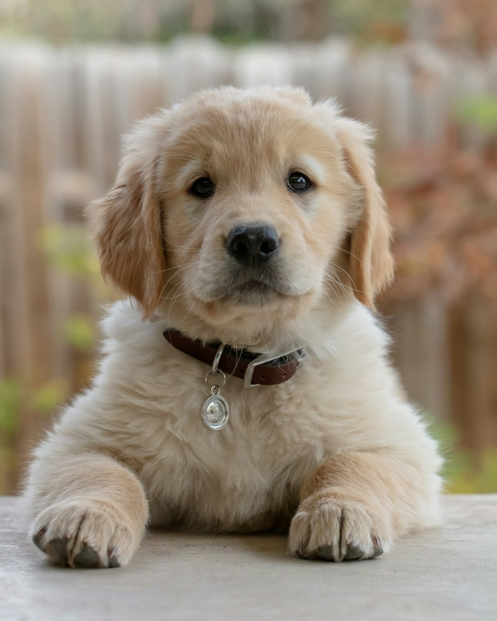 Best 500+ Golden Retriever Puppy Pictures | Download Free Images ...