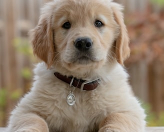 golden retriever puppy on focus photo