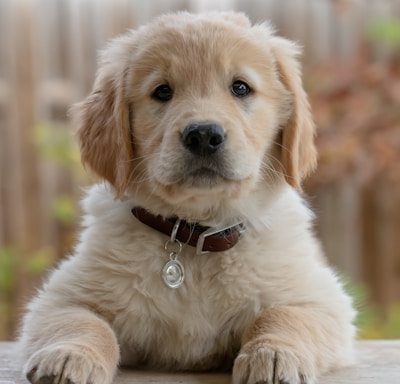 golden retriever puppy on focus photo