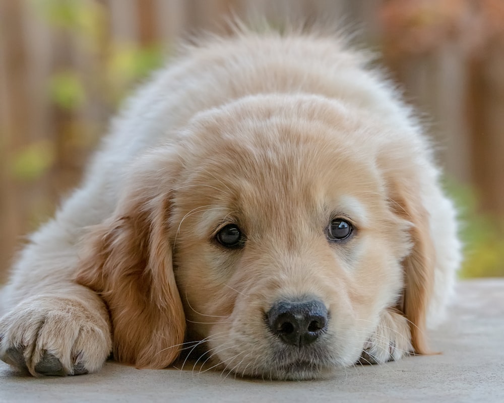 Cucciolo di golden retriever sdraiato sul pavimento