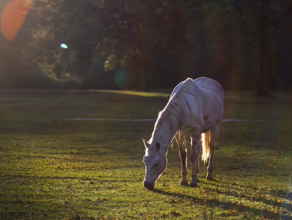 white horse eating grass during daytime