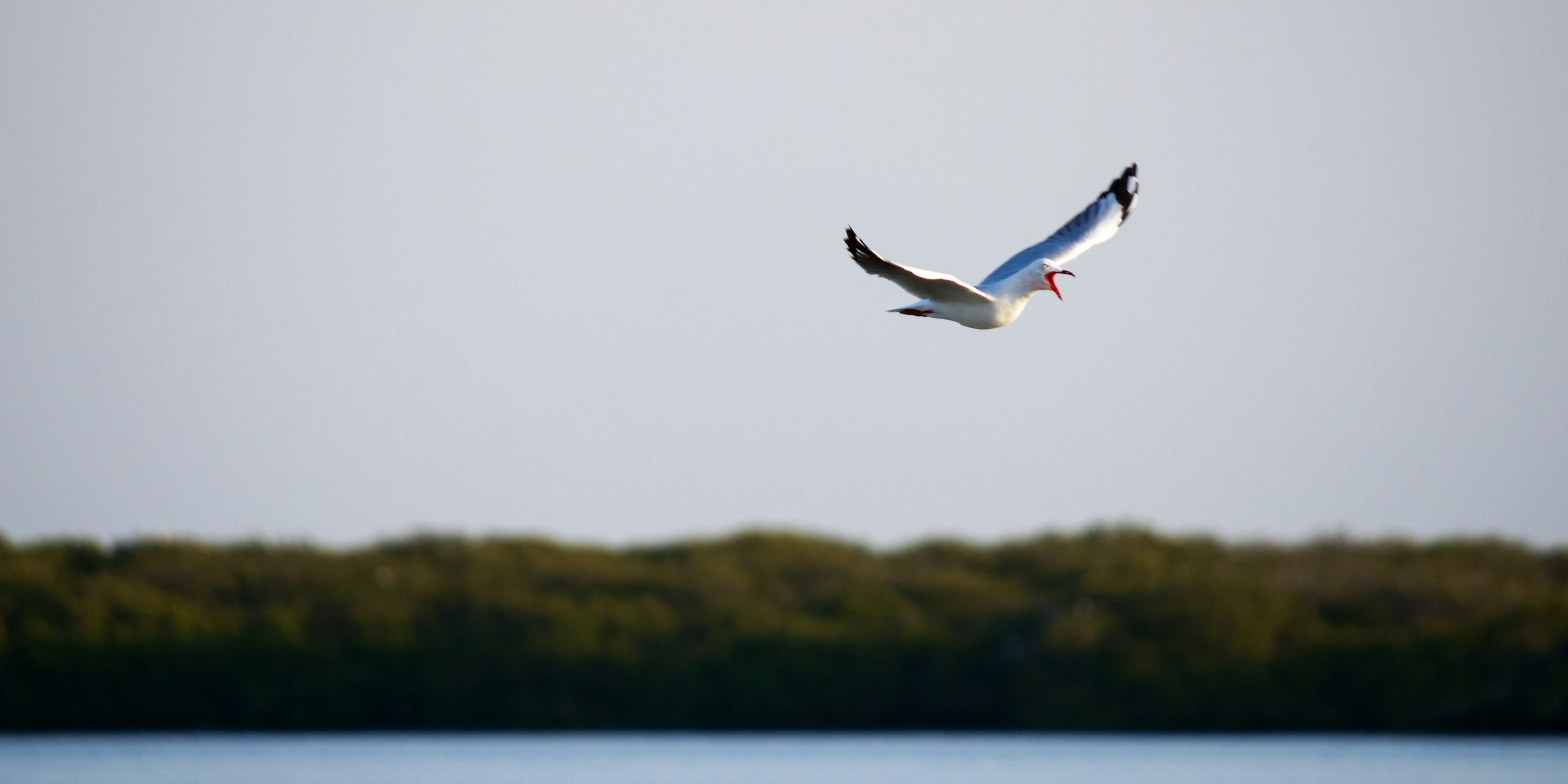 oiseau blanc volant au-dessus de la mer pendant la journée