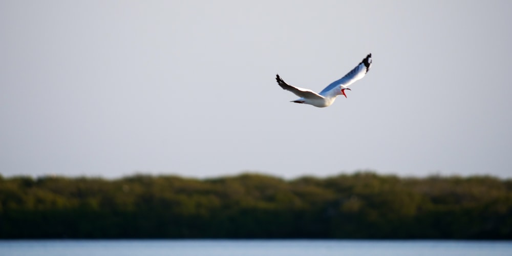 white bird flying over the sea during daytime