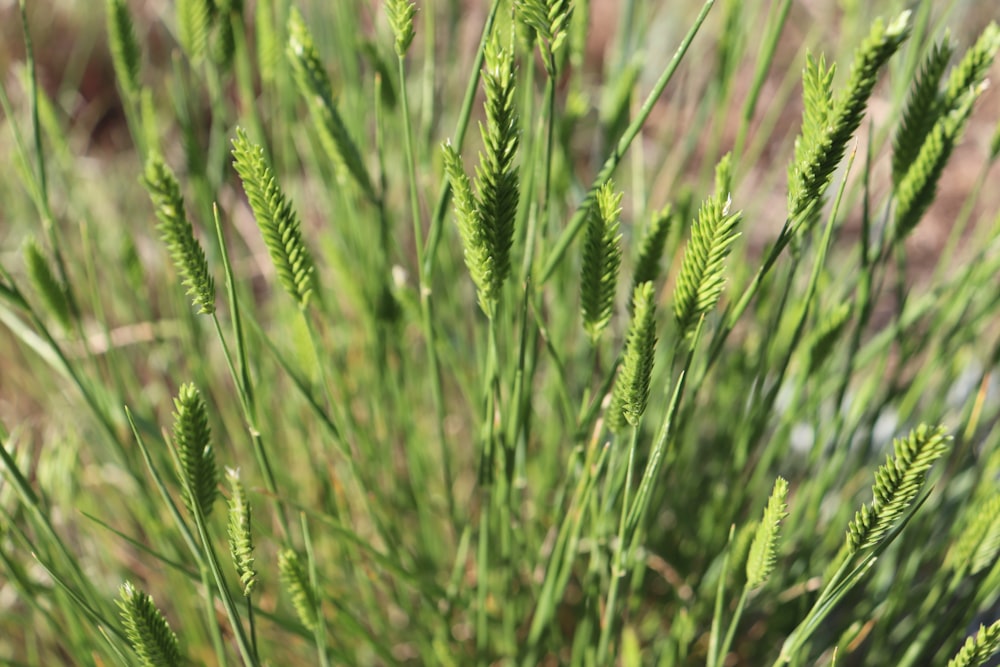 green wheat field during daytime