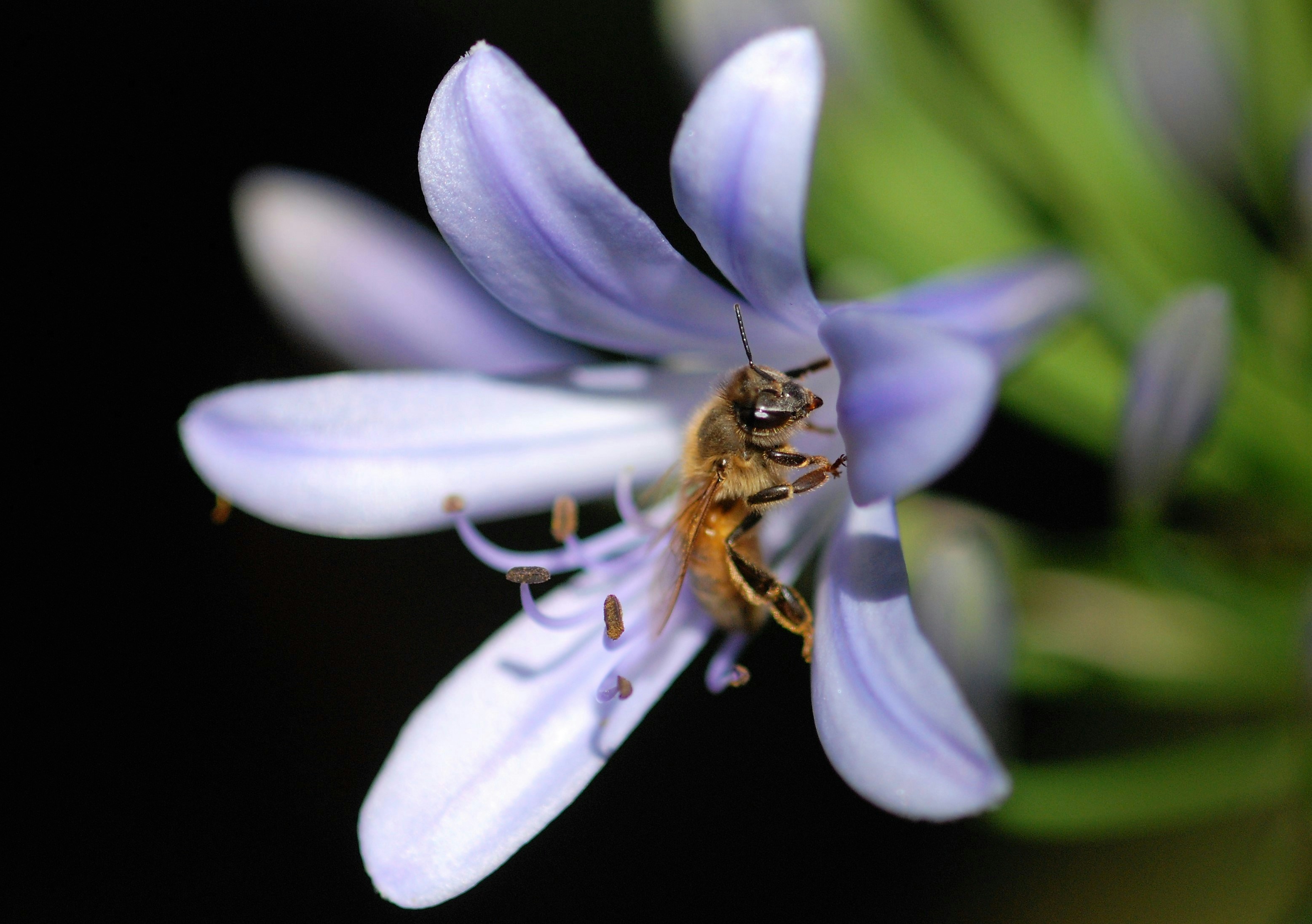 brown and black bee on purple flower