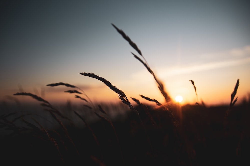 silhouette of grass during sunset