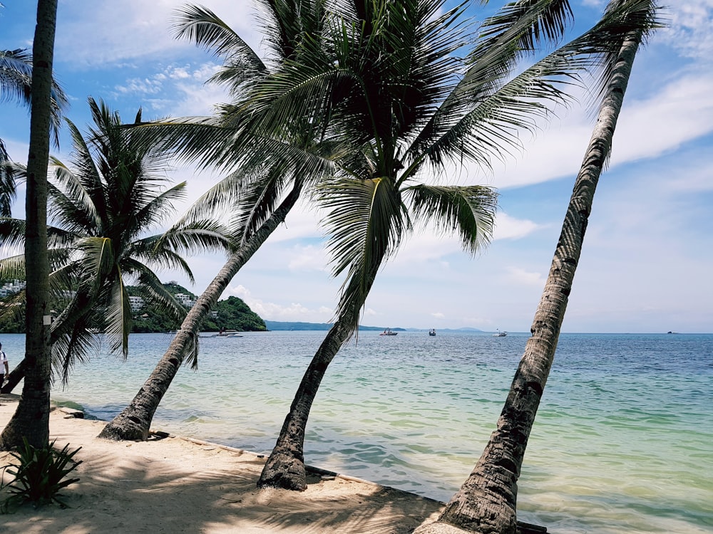 palm tree on beach shore during daytime