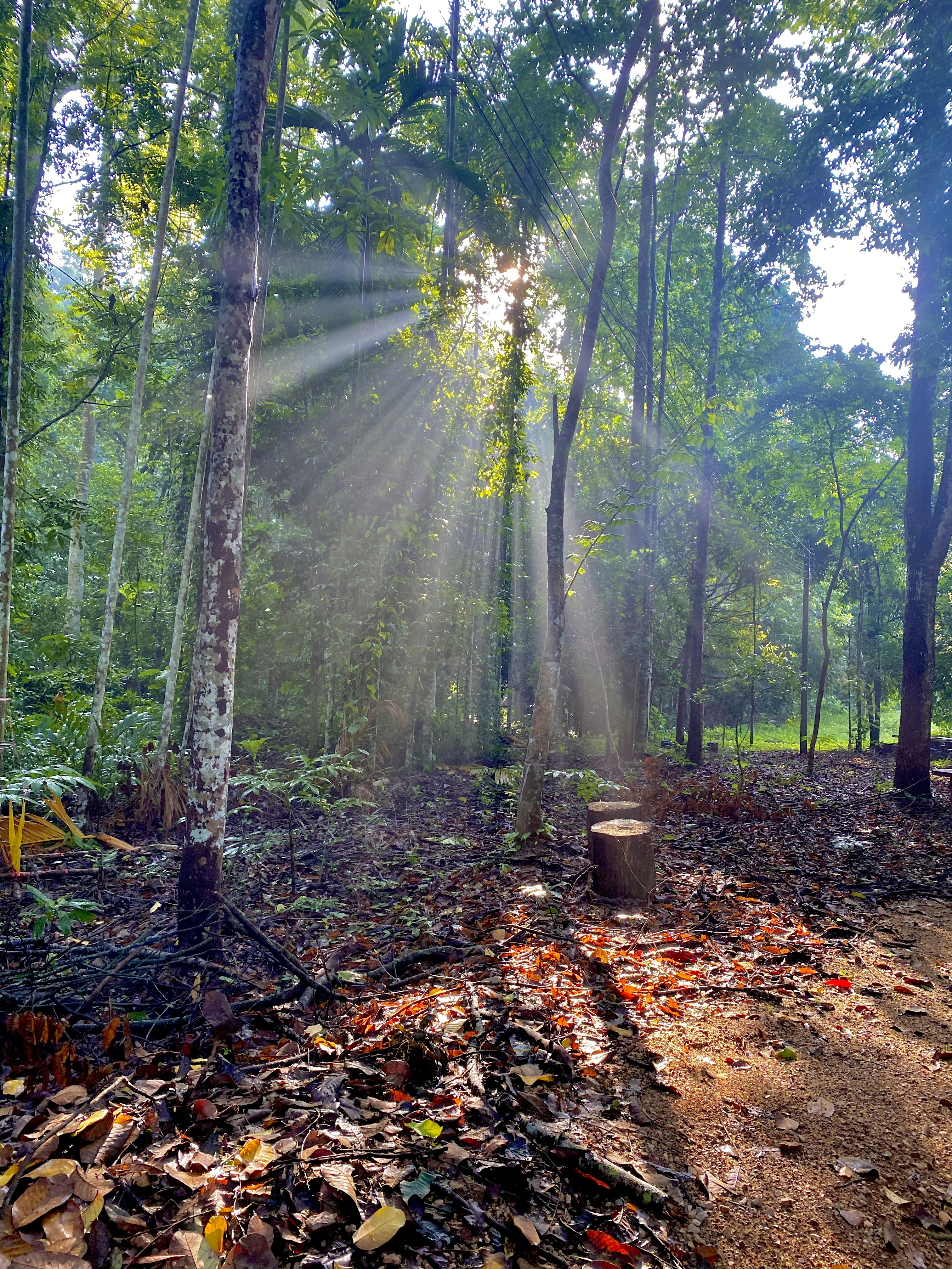 green trees and brown dried leaves