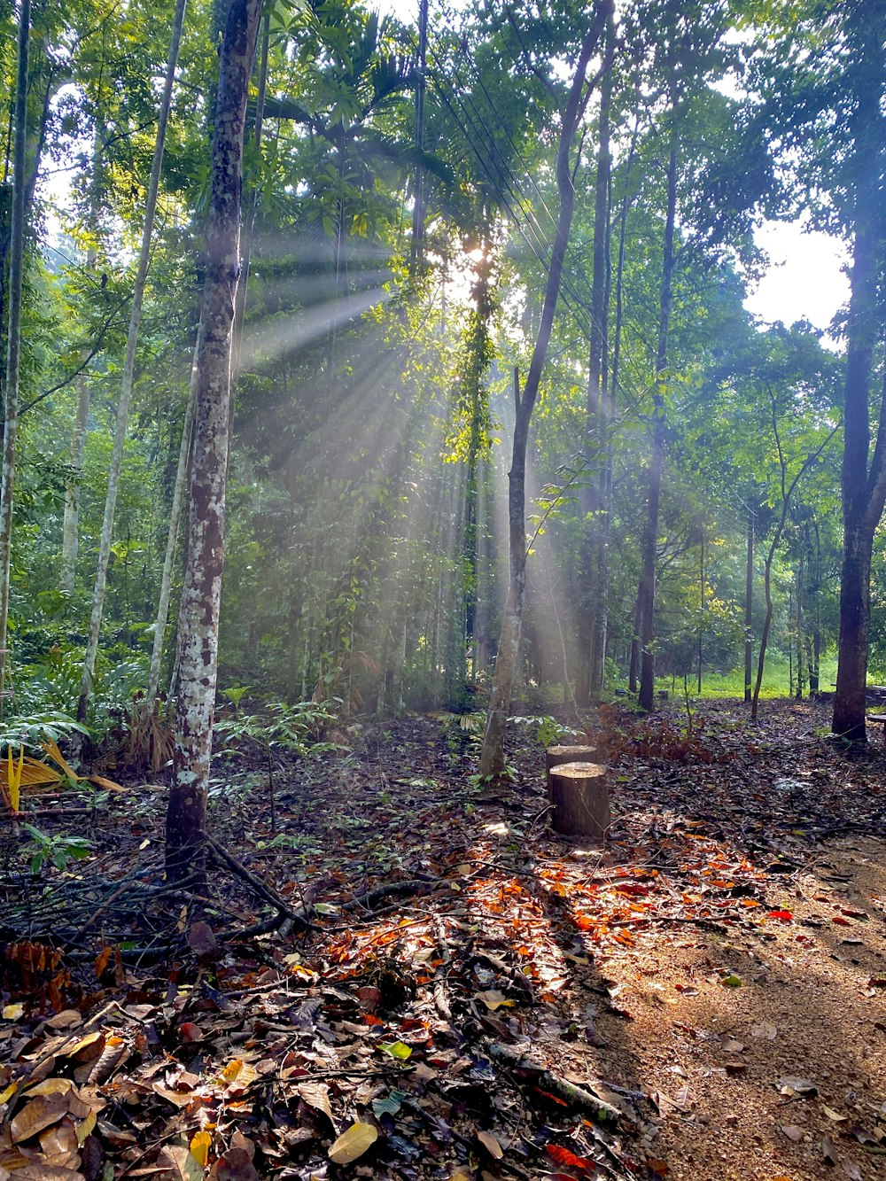 green trees and brown dried leaves