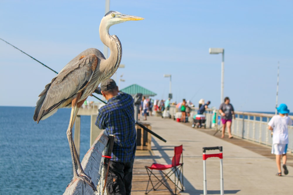 white stork perched on brown wooden stick during daytime