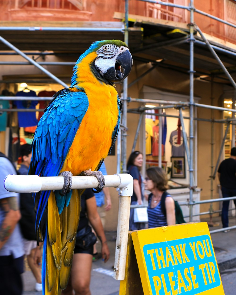 blue yellow and white macaw