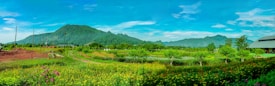 A picturesque landscape featuring lush green fields filled with wildflowers and a clear blue sky. Mountains rise in the background, complemented by a few scattered clouds. A pathway runs through the fields, bordered by a mixture of greenery and colorful blooms. On the right side, a barn or large building is partially visible.