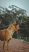A stray dog stands on a paved walkway. The dog has a reddish-brown coat and appears to be gazing into the distance. In the background, there are out-of-focus green foliage and branches.