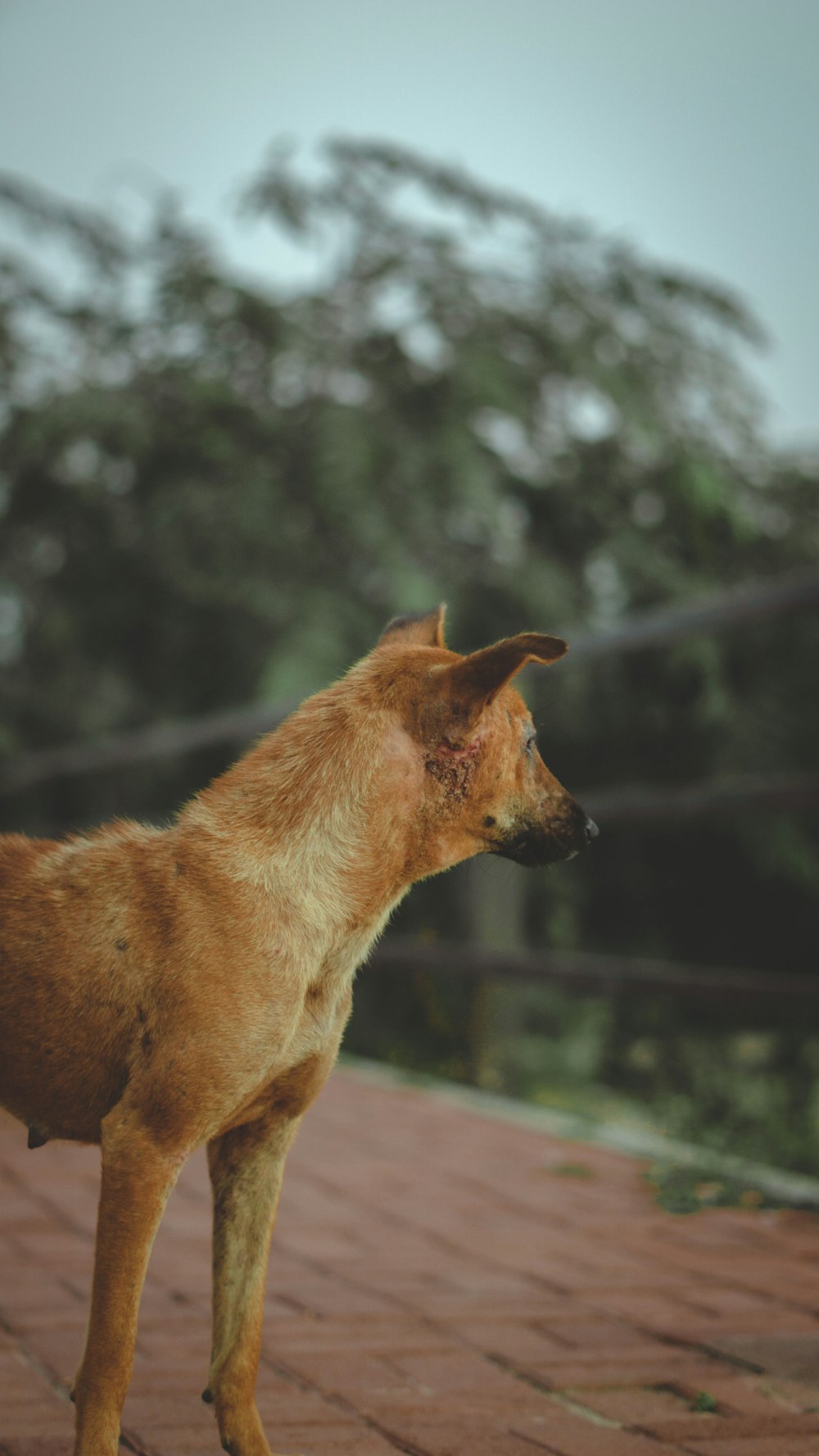 ブラウンショートコート中型犬